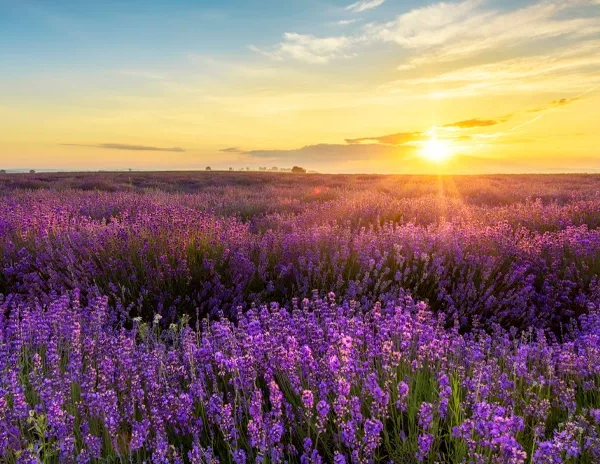 lavender field